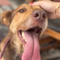 واگذاری رایگان سگ بومی زیبا|سگ|رشت, گلسار|دیوار