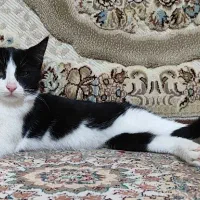 واگذاری گربه