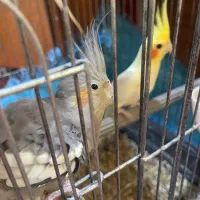 فروش یک جفت طوطی برزیلی و سه عدد عروس هلندی