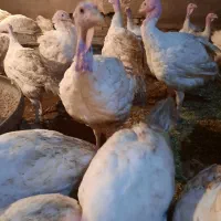 بوقلمون گوشتی