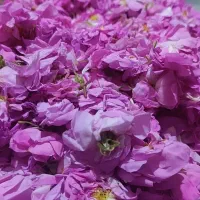 گل محمدی