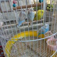 پرنده مرغ عشق نروماده