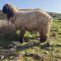 فروش یک راس قوچ عتیقه