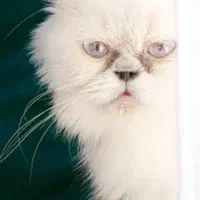 گربه نر و ماده|گربه|ساری, |دیوار