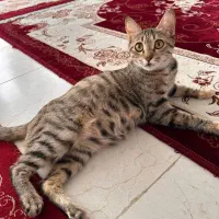 4تا بچه گربه با مامانشون|گربه|قم, تعویض پلاک|دیوار