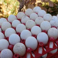 تخم نطفه دار بوقلمون برنز|حیوانات مزرعه|آران و بیدگل, |دیوار