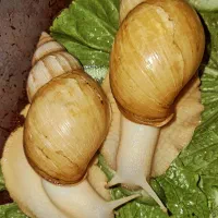 حلزون آپارتمانی