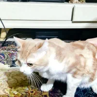 جفتگیری  گربه