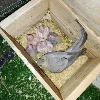 عروس هلندی نر سخنگو و ماده و پنج تا جوجه و قفس