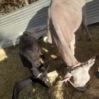 گاو|حیوانات مزرعه|ارزوئیه, |دیوار