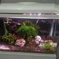 اکواریم پلنت