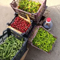 پخش تره بار میوه فرنگی سبزیجات|عمده‌فروشی|تهران, میدان میوه و تره‌بار مرکزی|دیوار