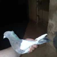 ۱۵۰۰۰۰