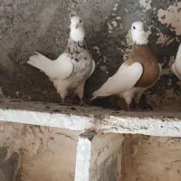 طوقی لیمویی فروشی