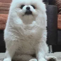 پامر نر خرسی جهت جفتگیری