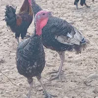 بوقلمون