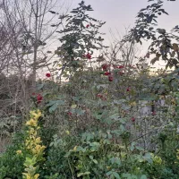 نارنج تازه و ارگانیک