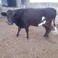 گاو ، گوساله، ماده|حیوانات مزرعه|جعفرآباد, |دیوار