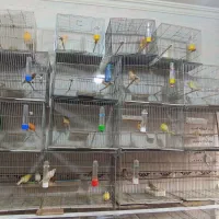 فروش قناری نر و ماده عمده و خرده