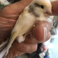 ماده قناری جفتی سره همه رنگ و نژاد