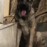 سگ سرابی اصیل نسل دار ۱۵ ماهه