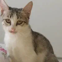 واگذاری توله گربه