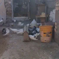 عبدالخان شهرالوان