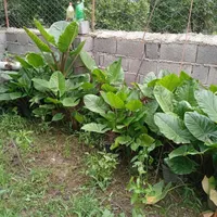 گل بابا آدم تنه قرمز