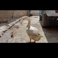 یک جفت غاز بالغ ،موقع تخم گزاری شون|حیوانات مزرعه|سملقان, |دیوار