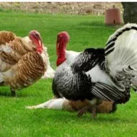 فروش بوقلمون کرچ با تخم