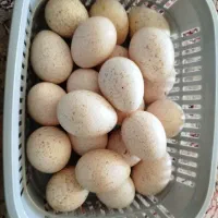 تخم بوقلمون تازه