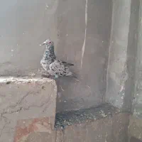 هفرنگ خطی|پرنده|تهران, جوادیه|دیوار