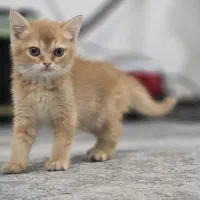 توله بریتیش ۲ماهه گلد ny11