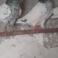 جفت کفتر تیدی جوان|پرنده|چابکسر, |دیوار