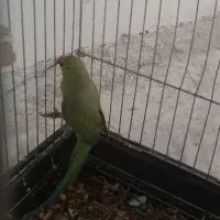 طوطی ملنگو