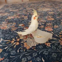 عروس هلندی نر 5 ماهه