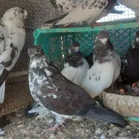 کفتر نک ریز