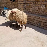 میش چاق 47کیلو|حیوانات مزرعه|کوهسار (البرز), |دیوار