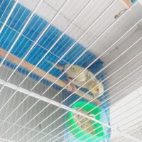 عروس هلندی|پرنده|اصفهان, ارداجی|دیوار