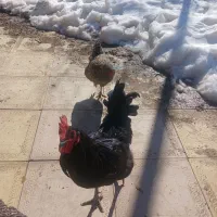 خروس استرالوپ آلمانی