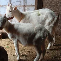 شیشک گوش بور سنجابی