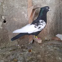 کبوتر سینه ای