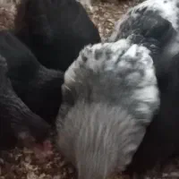 نیمچه امپراطور و محلی|حیوانات مزرعه|ساری, |دیوار