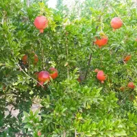 فروش-باغ-ویلا