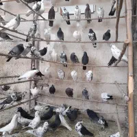 کبوتر پرشی فقط دونه ای ۲۰۰تومن|پرنده|قم, تعویض پلاک|دیوار