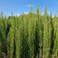 انواع نهال|عمده‌فروشی|ساری, |دیوار