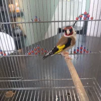 سهره مست وقفس عروس هلندی|پرنده|مرودشت, ژیان|دیوار