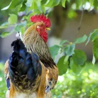 سفید و سیاه خروس جهت ذبح