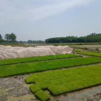 توم نشا باکس. دستی،کوچصفهان80 ت