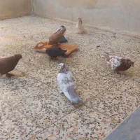 فروش ده جوجه یک ماه و ده کبوتر درجه یک